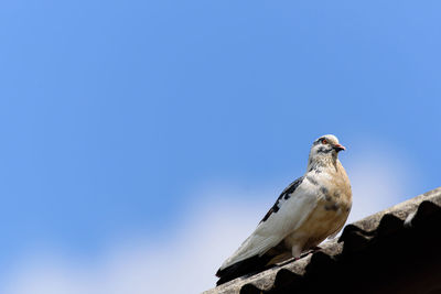 Low angle view of seagull perching on roof against clear sky