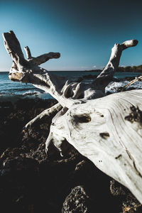 Close-up of driftwood on tree at beach against clear sky