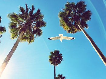 Low angle view of palm trees against clear blue sky