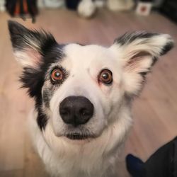 Close-up portrait of dog at home