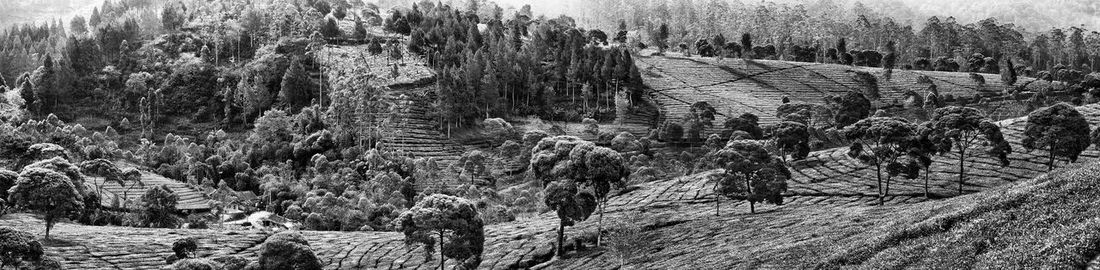 View of trees in forest