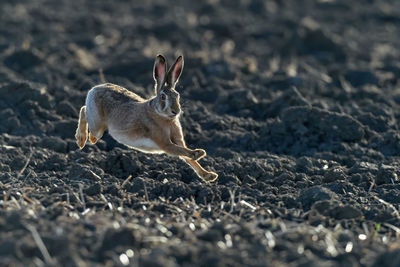 Close-up of hare running on land