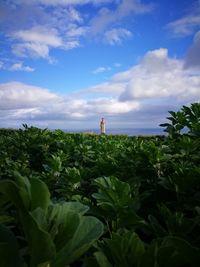 Plants growing on field against sky