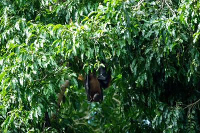 Monkey in a forest