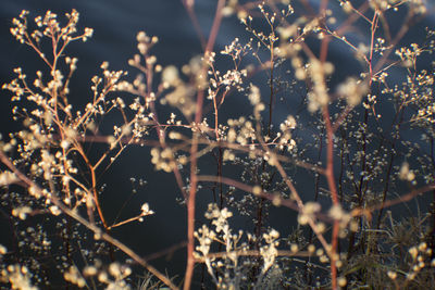 Close-up of plants over lake