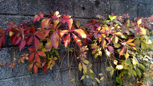 Close-up of plants