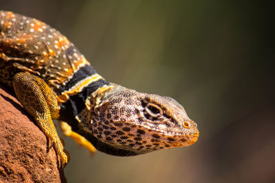 Close-up of lizard