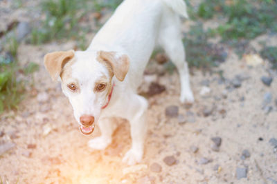 High angle view of dog standing on field