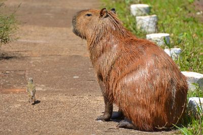 Capybara in a zoo