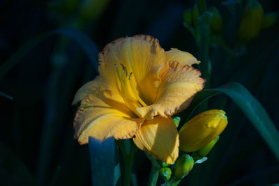 yellow