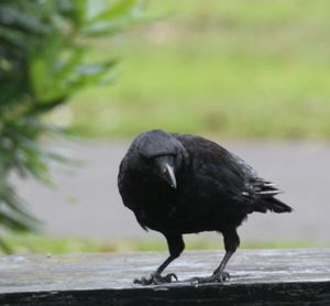 Close-up of bird