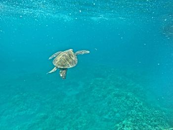 High angle view of turtle swimming in sea