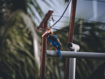 View of parrot perching on railing