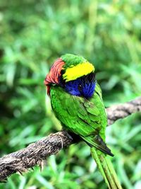 Close-up of parrot perching on tree