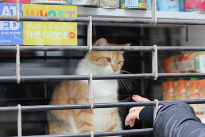 Cat sitting on metal structure