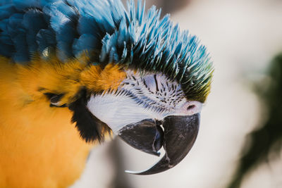 Close-up of a sleeping blue and yellow macaw