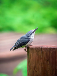 bird