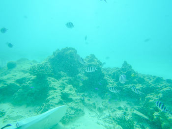 Fish swimming in sea