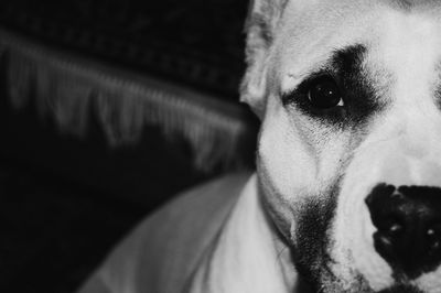 Close-up portrait of dog at home