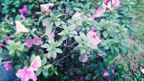 Close-up of pink flowers