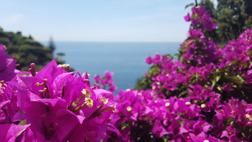 Close-up of pink flowers