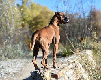 Dog looking away