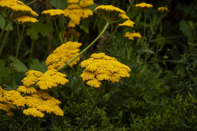 Beautiful yellow inflorescence in early summer