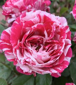 Close-up of pink rose