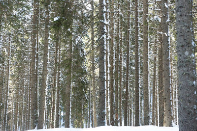 View of trees in forest during winter