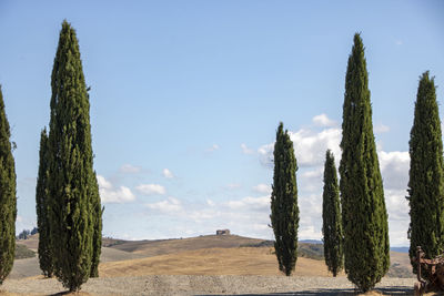 Panoramic view of trees on landscape against sky