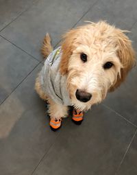 High angle portrait of dog on floor