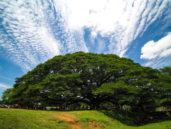 Trees on field against sky
