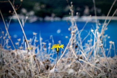 Close-up of yellow flowering plants on land