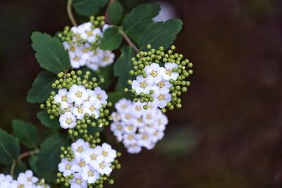 Close-up of white flowers blooming outdoors