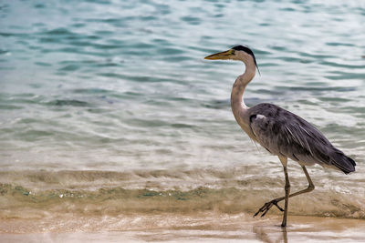 High angle view of gray heron on sea shore