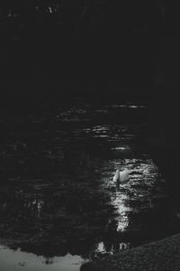 People swimming in sea at night