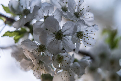 Close-up of white flowers