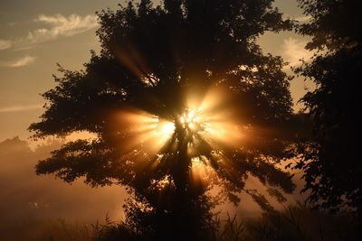 Sunlight streaming through tree during sunset