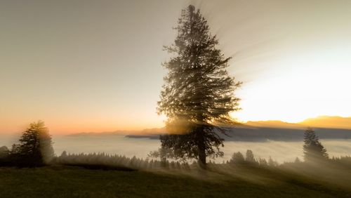 Trees on field against sky during sunset