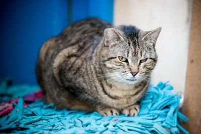 Close-up portrait of tabby