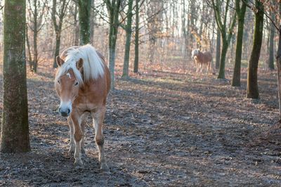 Horse standing in a forest