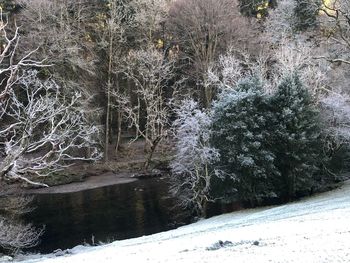 Trees in forest during winter