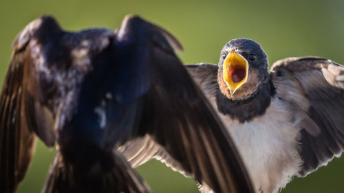 Close-up of eagle flying against blurred background