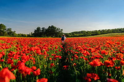 Red poppy flowers in field