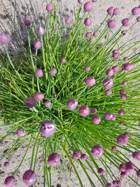 High angle view of purple flowering plants on field