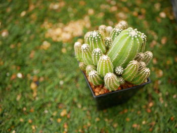 High angle view of succulent plant on field