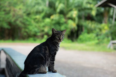 Portrait of black cat