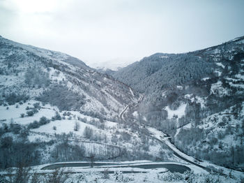 Scenic view of the fir forest