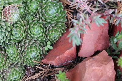 High angle view of fruits growing on plant