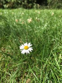 Close-up of yellow flower blooming on field